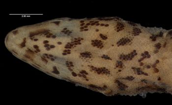 Media type: image;   Herpetology R-81036
